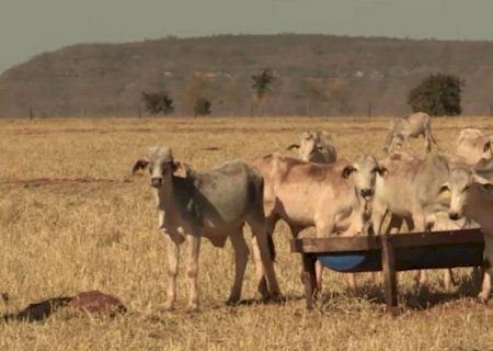 'Boi sanfona': como o diferimento de pasto e suplementação salvam o gado na seca
