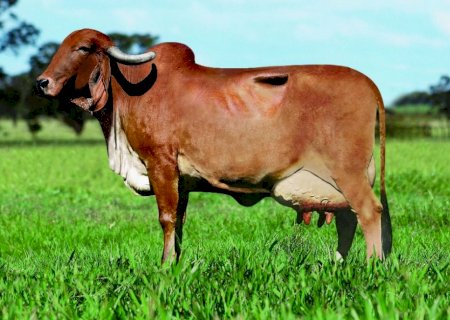 Estudo revela fatores decisivos para o sucesso da reprodução in vitro de gir leiteiro