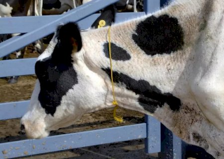 Manejo sanitário bovino: agosto é mês-chave para proteger o rebanho