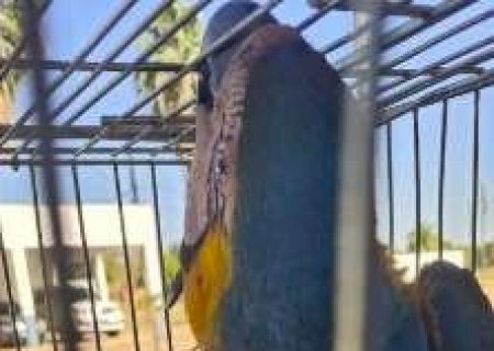 Arara é atingida por linha de cerol e pode ter asa amputada