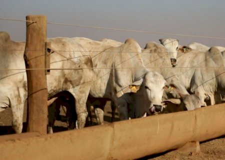 Capim humidícola e sal mineral: um mito que pode prejudicar sua fazenda