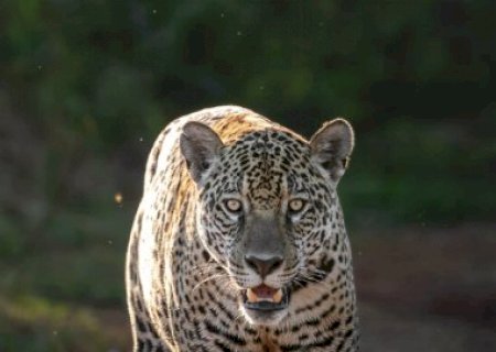Onça resgatada de incêndio é vista livre na natureza no Pantanal