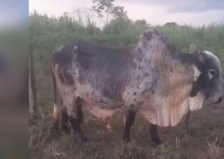 Touro não cobre a vacada? Veterinário explica os motivos e a solução