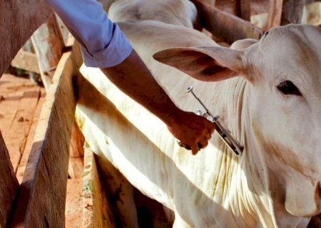 Ministério da Agricultura suspende vacina que pode ter matado mais de 100 animais