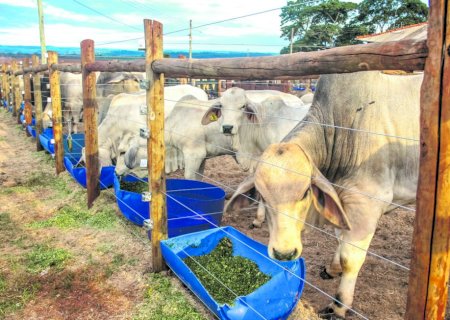 Eficiência alimentar: a nova fronteira da pecuária brasileira