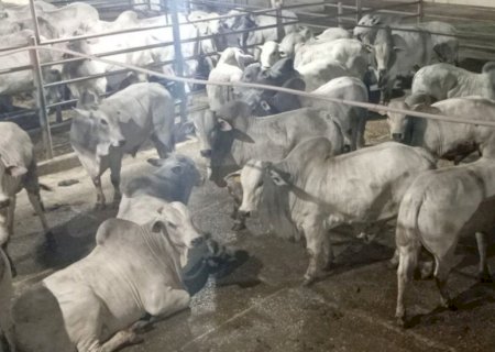 Pecuária em MS: os campeões do Circuito Nelore em Nova Andradina