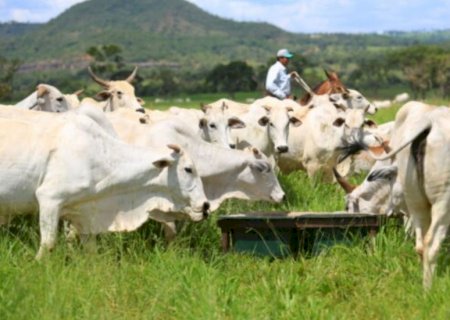 Suplementação na cria: primíparas e bezerras são a prioridade na fazenda