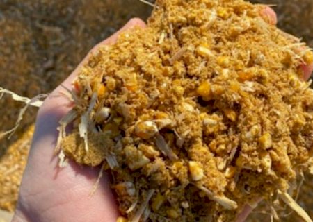 Pecuária leiteira: a ensilagem do milho e os cuidados com a matéria seca