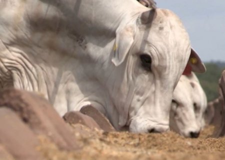 Da compra de insumos ao cocho: como a logística garante o lucro do pecuarista