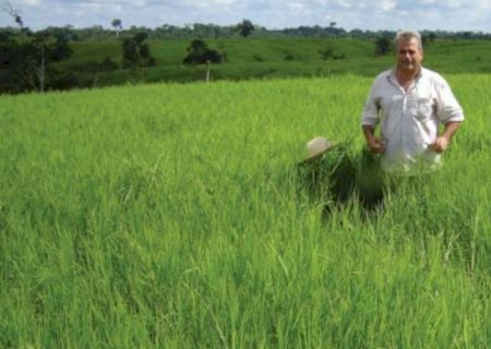 Grama estrela roxa irrigada: como a nutrição e o manejo garantem o lucro