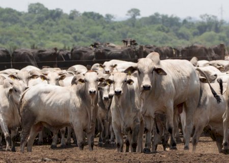 Declaração de Rebanho: segunda etapa da campanha da IAGRO começa em 1º de novembro