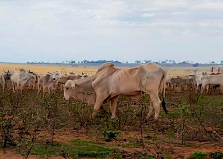 Inquérito investiga maus-tratos a bois que estão morrendo de fome em fazenda de MS