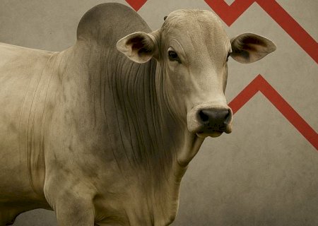 Preço do boi gordo se mantém firme e indicador de MS atinge maior valor do dia
