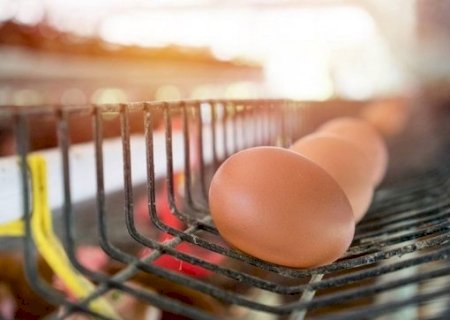 Custos menores devem sustentar crescimento da produção de ovos em 2026