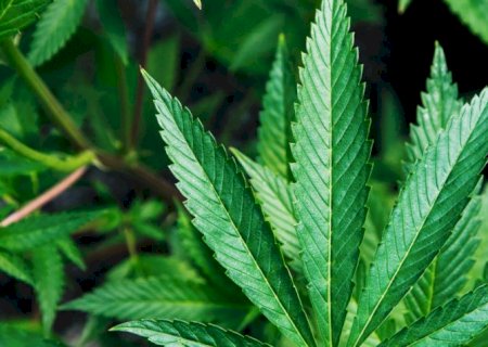 STJ estende prazo para regulamentação do cultivo de cannabis