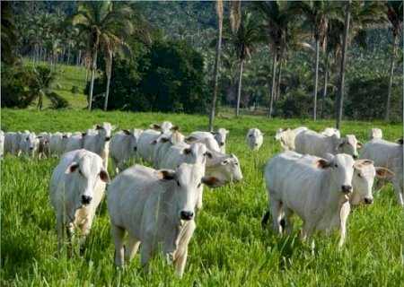 Demanda firme e escalas curtas sustentam valorização das cotações do boi gordo