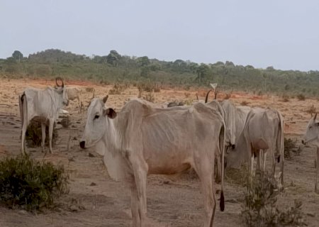 Investigação por maus-tratos a 8 mil bovinos gera multa milionária a pecuarista em MS