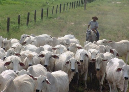 Boi gordo: primeira quinzena de novembro é marcada por forte turbulência no mercado