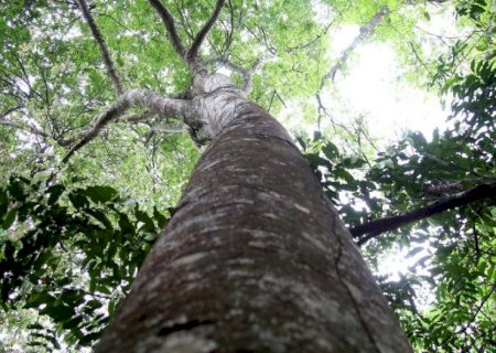 Mato Grosso do Sul vai estruturar mercado de carbono a partir de 2026