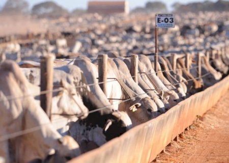 Pecuária intensiva acelera: bois confinados representam 31,7% dos animais destinados ao abate em 2025