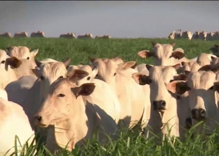 Uso de medicamentos na pecuária exige atenção ao período de carência; entenda