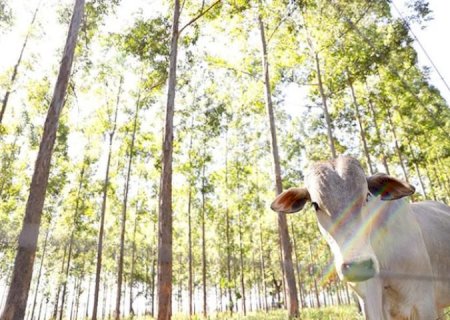 MS conduz recuperação de pastagens e se consolida como referência nacional em agropecuária sustentável