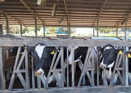 Após crescimento, setor de leite tende a colocar o pé no freio em 2026 | Brasilagro