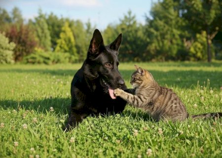 Pets vivem mais quando o tutor para de errar no básico, veja o que