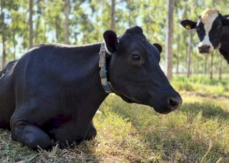 Gado puxa alta e pecuária fecha 2025 com números robustos