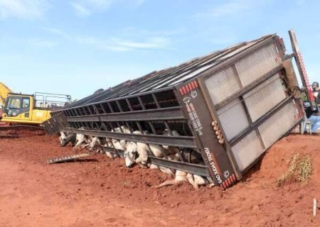 Carreta com 40 bois tomba em trecho de obra na BR-163 e mata 10 animais