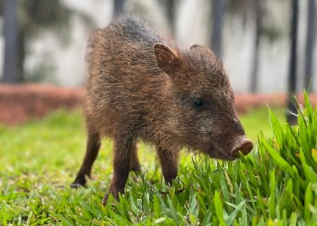 Conheça Flora, fêmea de cateto que não pode voltar à natureza e encontrou no Bioparque Pantanal um novo lar