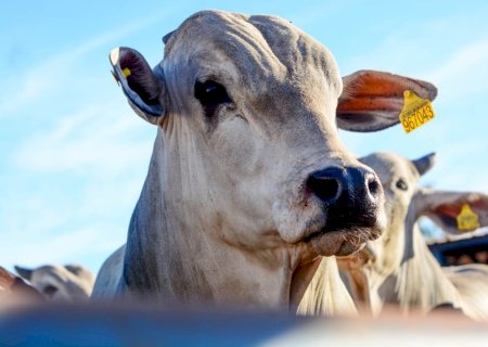 Boi gordo decola e registra negócios a R$ 355/@; pecuarista dita os rumos do mercado