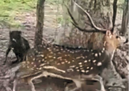 Cervo da Índia pode virar praga no Pantanal e ameaçar outras espécies