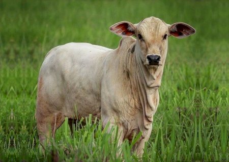 Bezerro com ágio acima de 35% exige ajuste de estratégia na pecuária de corte