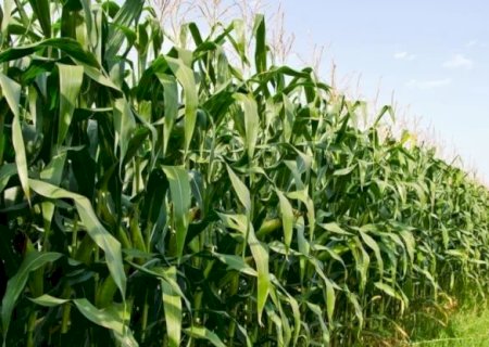 Crédito rural muda as regras: bancos passam a exigir comprovação ambiental para liberar financiamento