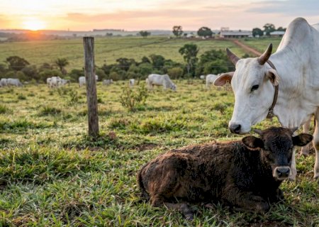 Atavismo e a “Memória do Sangue”: Por que um bezerro pode nascer com a cara de um ancestral de 100 anos atrás?