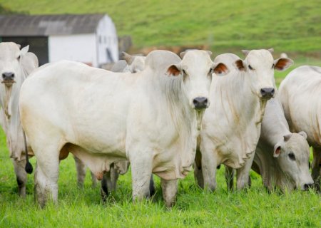 Recuperação de pastagens pode quadruplicar a produção pecuária do Brasil