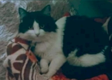 Homem é condenado por matar gata após reviravolta na Justiça