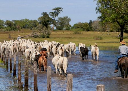 Governo de MS muda regra e dispensa certificadora na carne do Pantanal