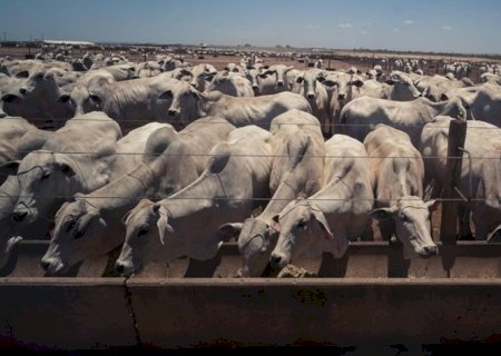 Corrida para exportar carne à China faz preço do boi bater recorde