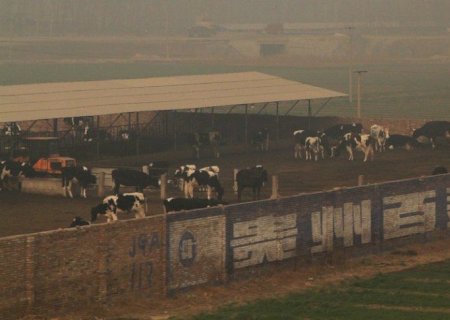 China confirma nova variante de febre aftosa em 6.200 bovinos e e acende alerta global na pecuária