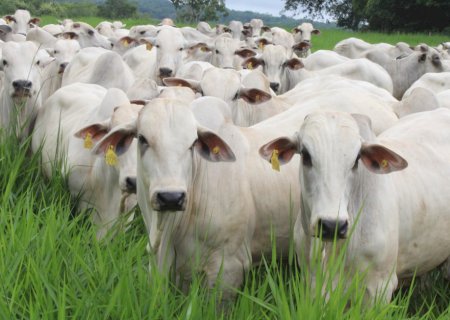 Instituto Biológico lidera produção nacional de kits para diagnóstico de brucelose e tuberculose bovina