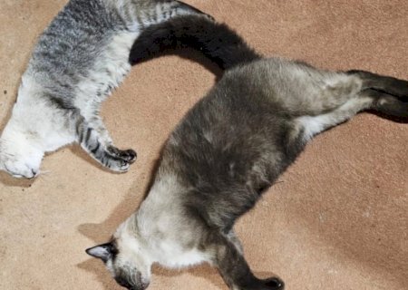 Gatos são encontrados mortos com suspeita de envenenamento
