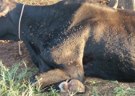 Pecuaristas enfrentam prejuízos e desespero com infestação de mosca-do-estábulo em MS