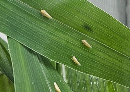 Enfezamentos do milho entram no centro dos debates do Congresso Nacional de Milho e Sorgo