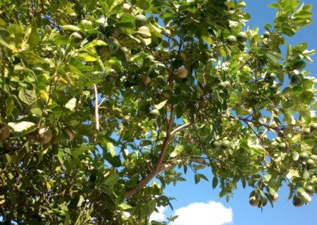 Segunda-feira será de calor, tempo seco e ventos fortes em Mato Grosso do Sul