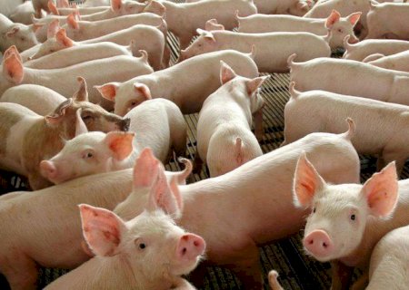 Carne suína: Exportações batem recorde em maio