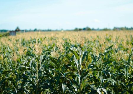 O que faz a agricultura tropical brasileira ser diferente do resto do mundo