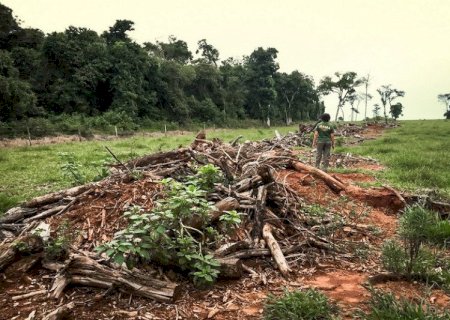 Desmatamento ilegal barra R$ 20,8 milhões em crédito rural para produtores de MS