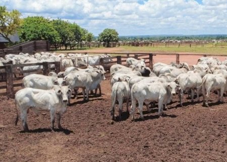 Governo estabelece novas normas de exportação de carnes à União Europeia